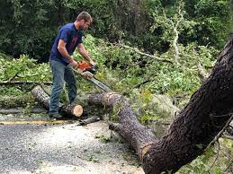 How Our Tree Care Process Works  in  Loudonville, OH