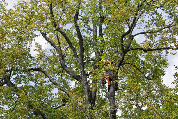 Professional Tree Services in Loudonville, OH